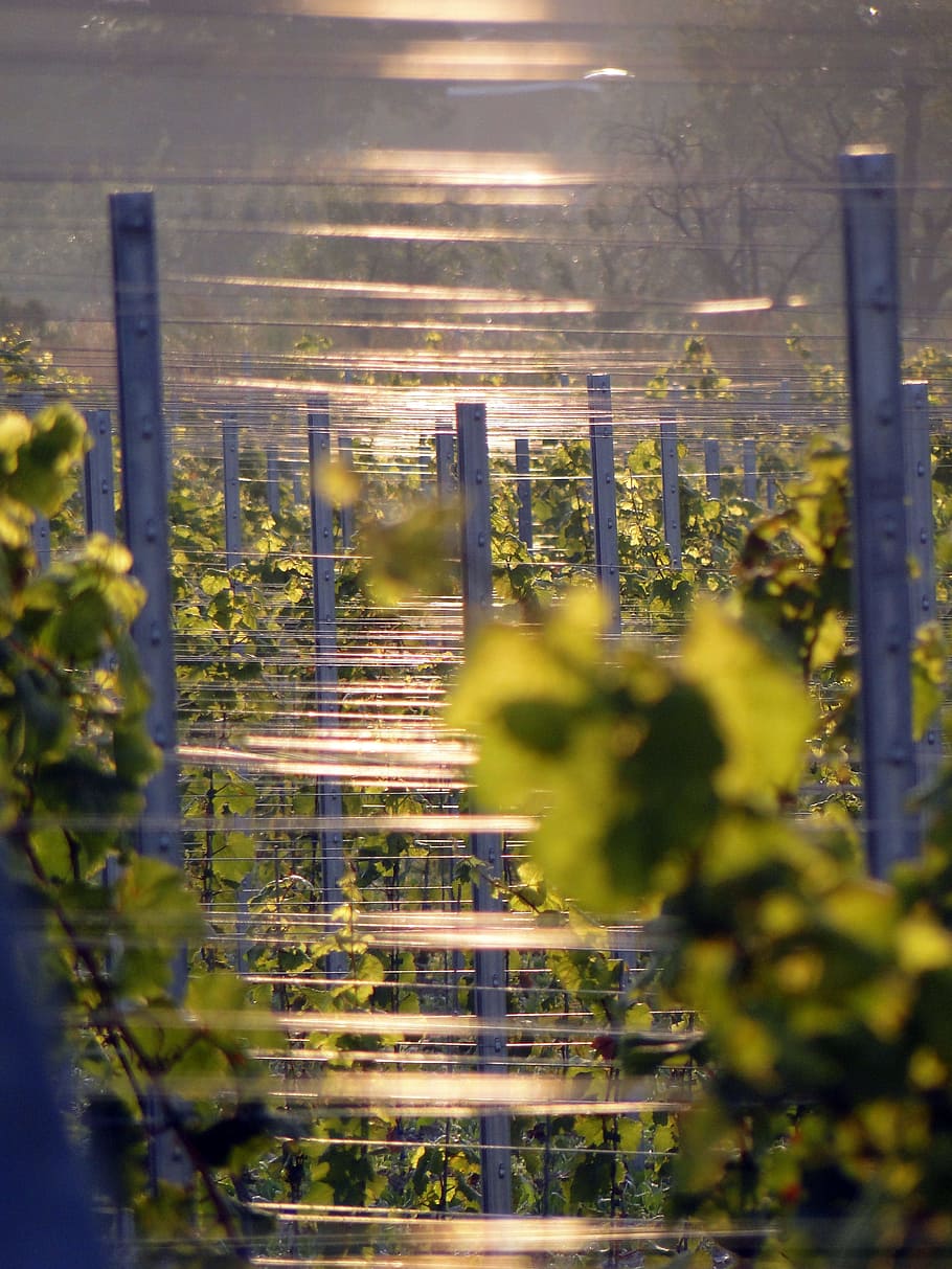 Vines, Vineyard, Winegrowing, grapes, vines stock, rebstock HD wallpaper