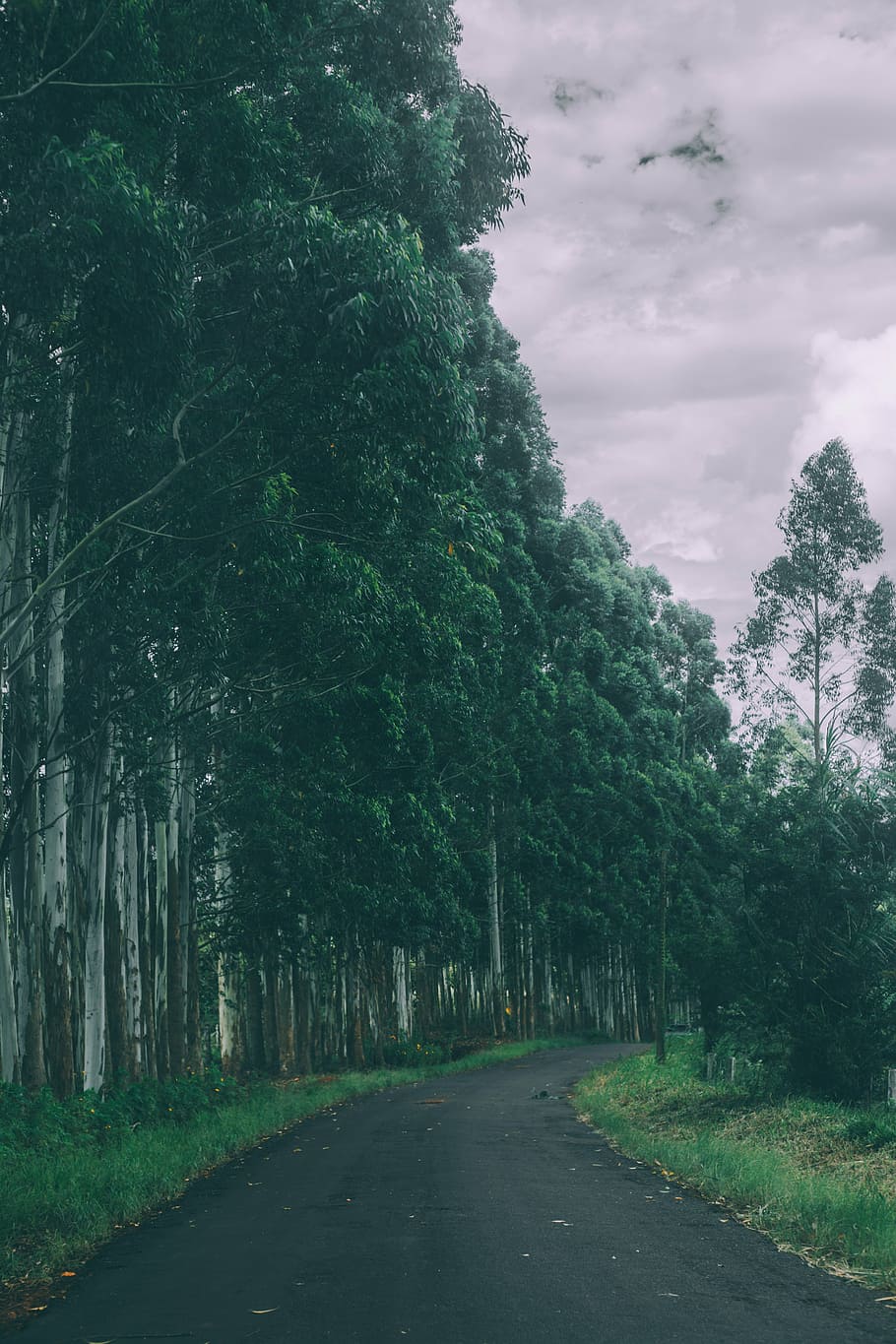 countryside, forest, path, road, tarmac, trees, nature, outdoors HD wallpaper