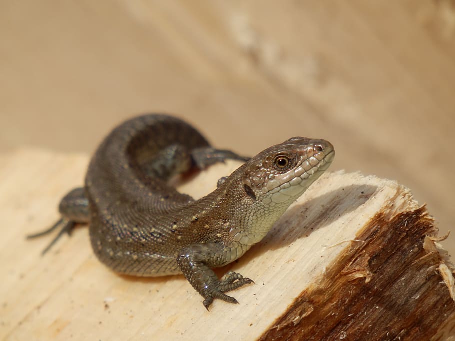 lizard, animal, animal themes, animal wildlife, reptile, animals in the wild HD wallpaper