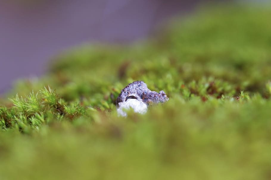 rock, moss, nature, selective focus, close-up, no people, green color HD wallpaper