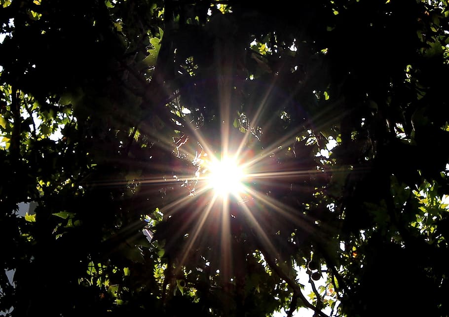 sun, sunbeam, tree, sunlight, plant, lens flare, sky, beauty in nature HD wallpaper