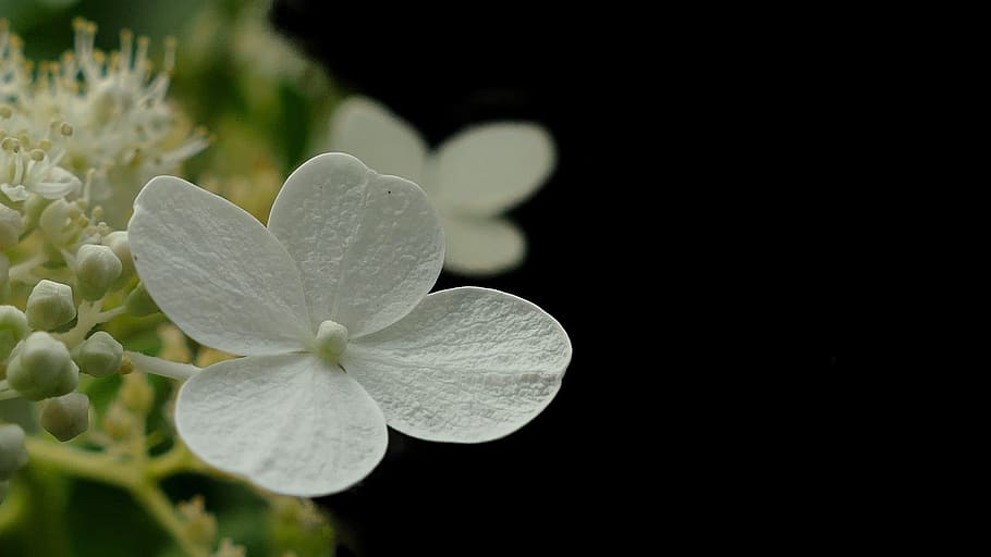 hydrangea, flower, white, blossom, bloom, trauerkarte, map HD wallpaper