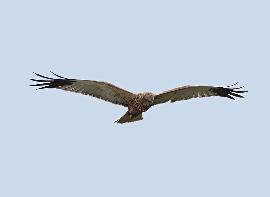 fauna, birds, falco, predator, one animal, flying, animal wildlife HD wallpaper