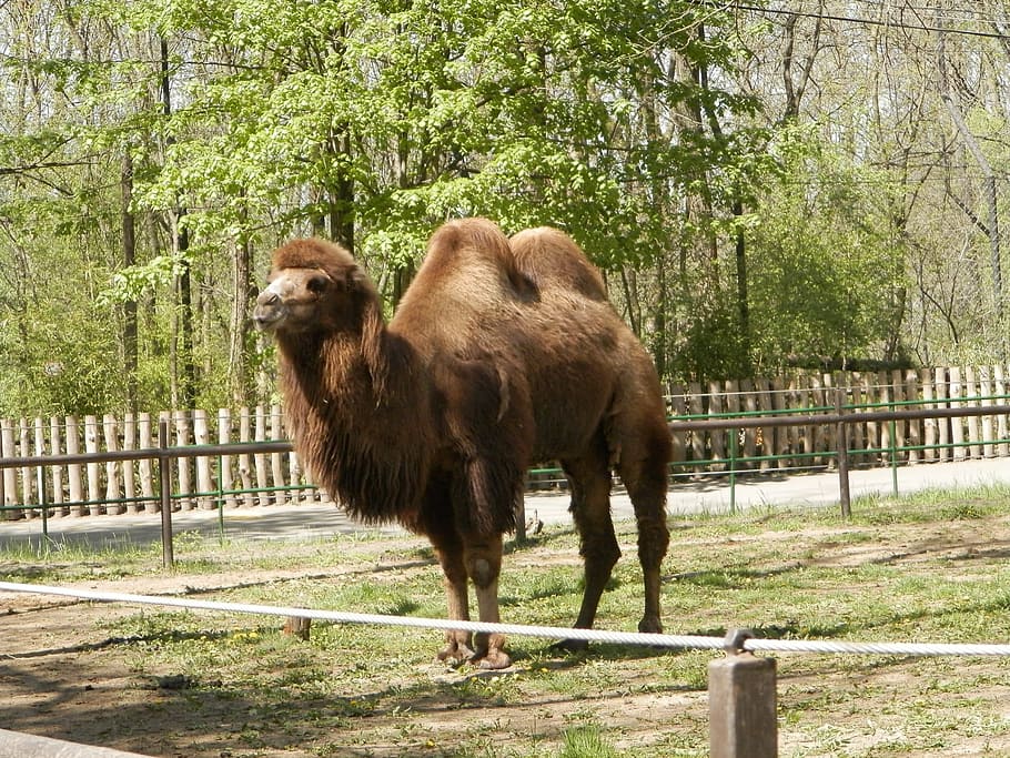 bactrian camel, zoo, mammal, animal themes, tree, plant, animal wildlife HD wallpaper