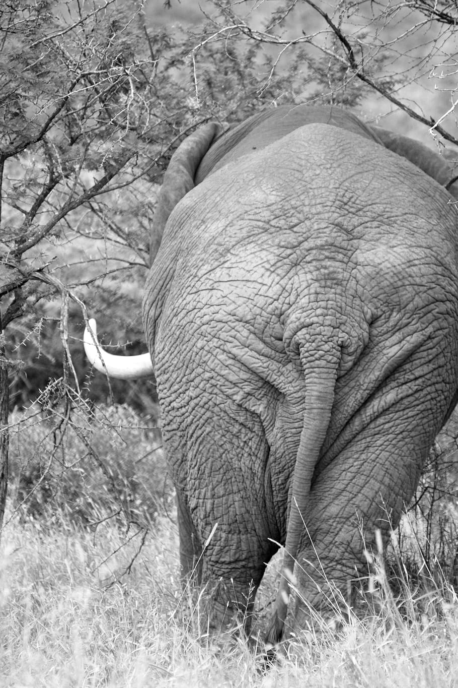 Elephant, South Africa, pachyderm, rear, safari, big five, wildlife, HD wallpaper