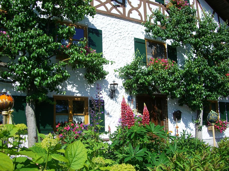 espalier tree, home front, facade, truss, window, shutter, front yard HD wallpaper
