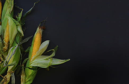 corn with black background, husk, cob, ear, yellow, food, healthy HD wallpaper