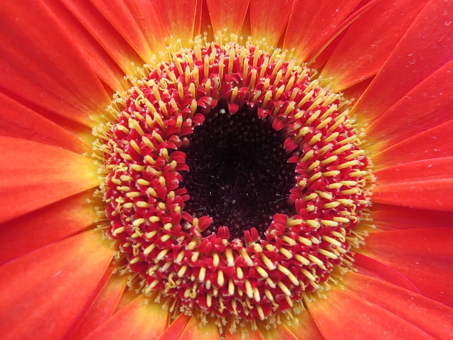 Gerbera, Flower, Plant, Macro, Close, red, nature, blossom HD wallpaper