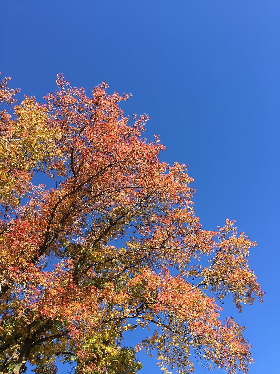 Blue Sky, Sky, Fall, Leaves, Tree, fall leaves, fall foliage