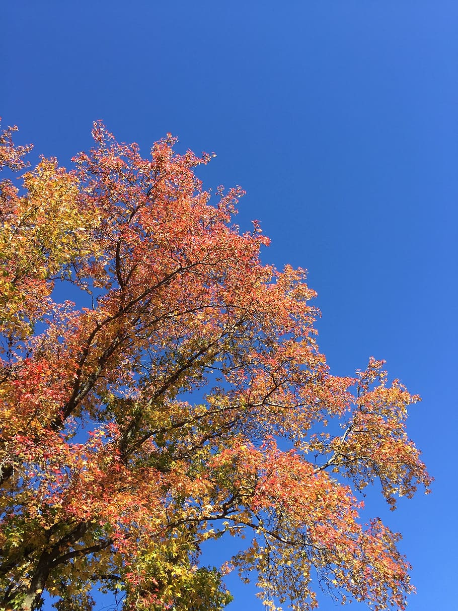 Blue Sky, Sky, Fall, Leaves, Tree, fall leaves, fall foliage HD wallpaper