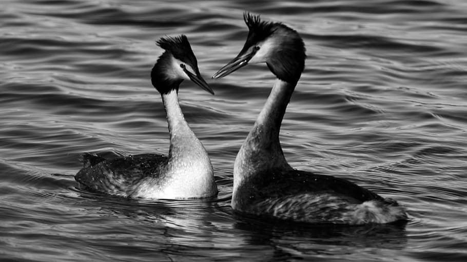 birds, reflection, nature, tranquility, water, swan, solitude HD wallpaper