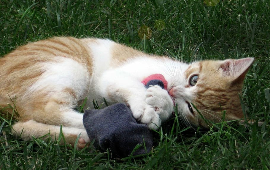 Cat, Tomcat, Kitten, Socks, Play, grass, animal themes, domestic animals HD wallpaper