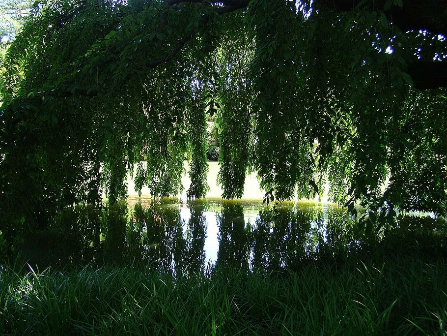 park, pond, water, tree, reflection, garden, nature, plant HD wallpaper