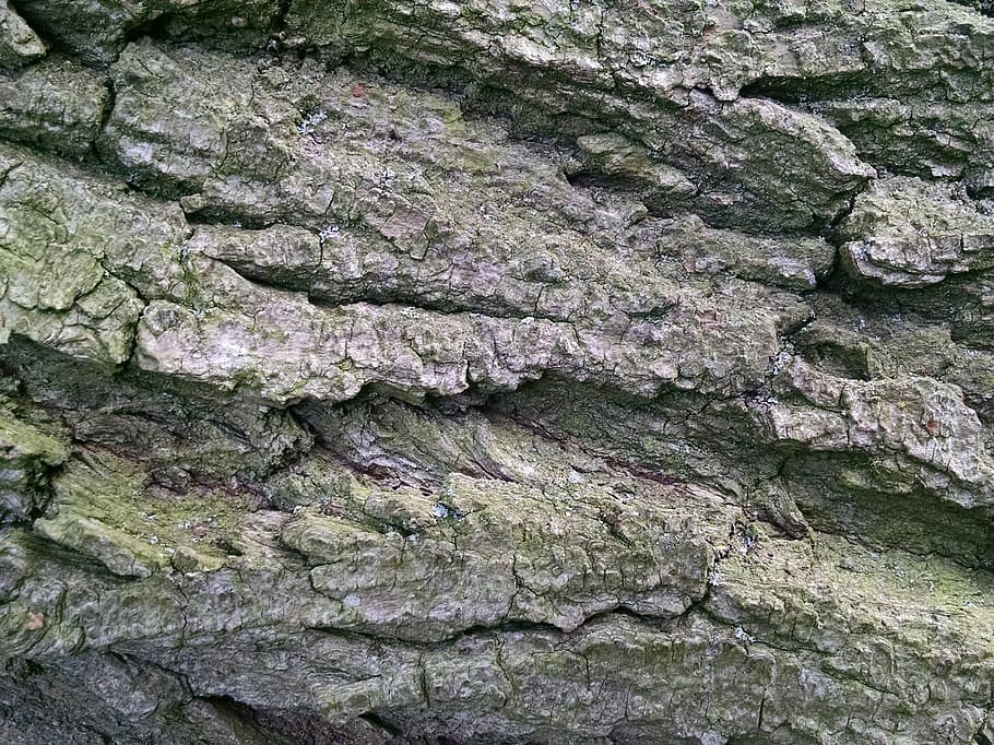 bark, trees, texture, nature, natural, textured, full frame HD wallpaper