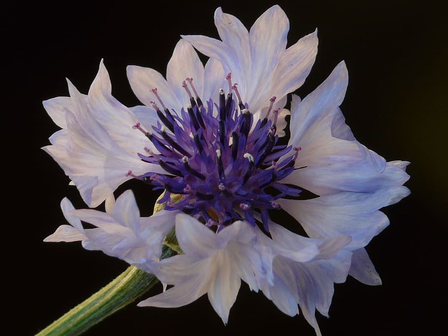 Cornflower, White, light blue, light pink, blossom, bloom, summer HD wallpaper
