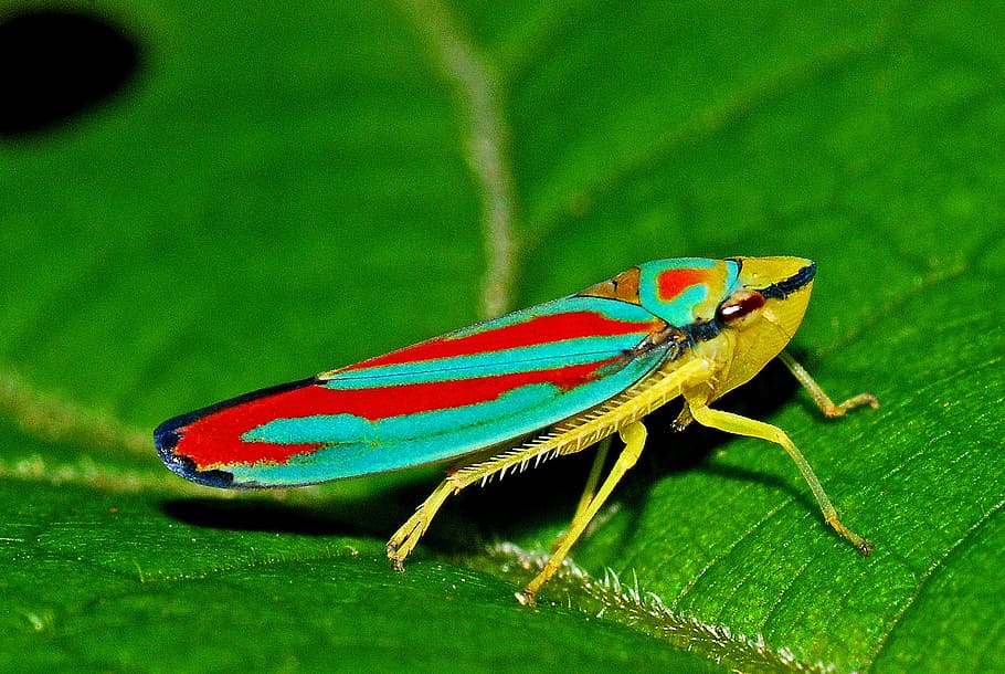 yellow planthopper, leafhopper, insect, macro, nature, biology, HD wallpaper