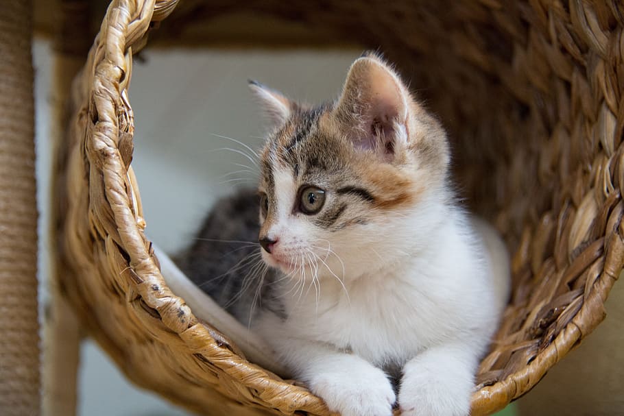 short-coated gray and white cat in brown wicker basket, young