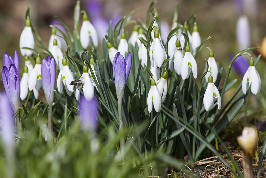 selective focus photography of white snowdrop and purple crocus flowers HD wallpaper