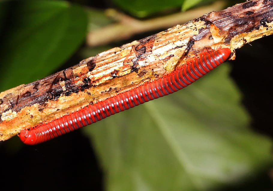 Millipede, Worm, Insect, Bug, red, animal wildlife, animal themes HD wallpaper