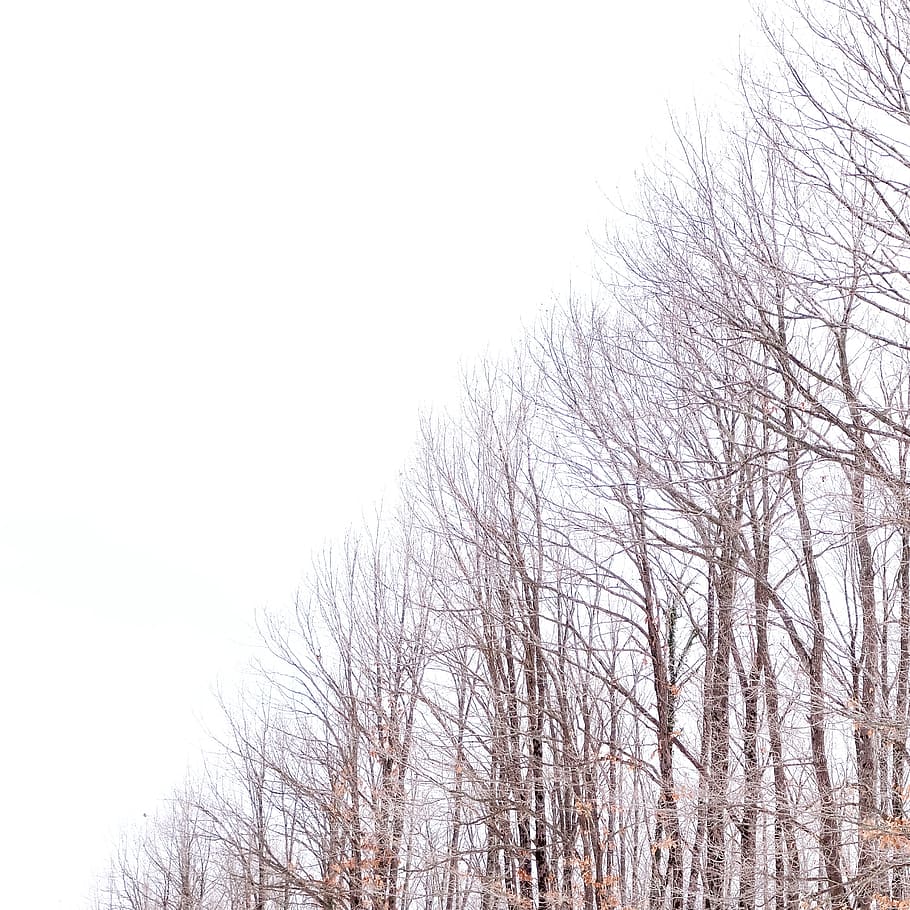 Leafless Trees, branch, branches, bright, cold, environment, fall HD wallpaper