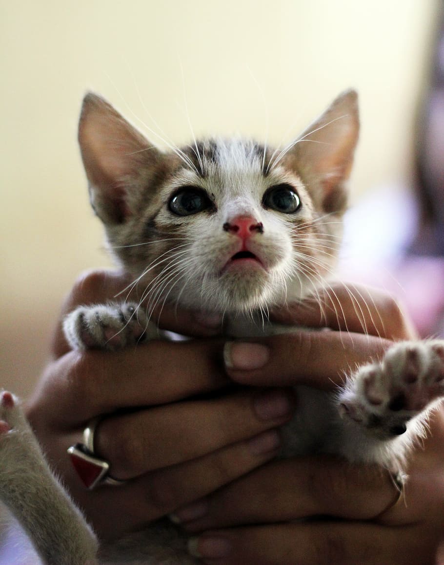 kitten, cute, hands, cat, pet, kitty, mammal, domestic, pets HD wallpaper