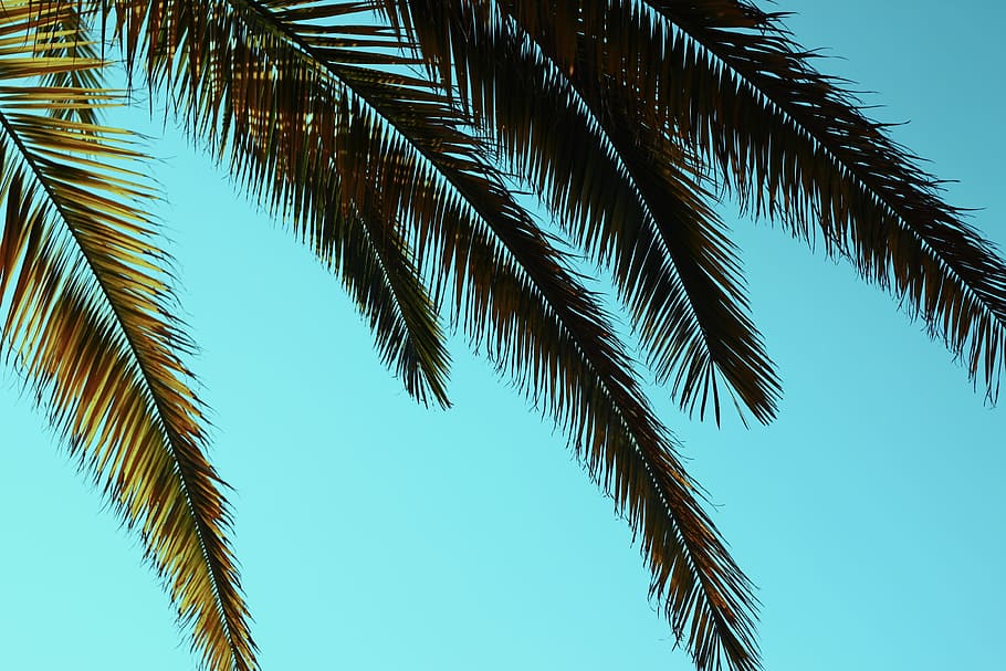 coconut tree, worm's-eyed view of green palm tree, tropical, blue sky HD wallpaper