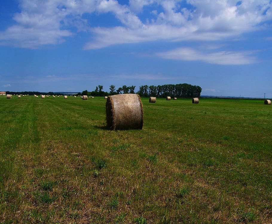 Hay Bale, Forage, Mown, Field, mown field, agriculture, farm, HD wallpaper