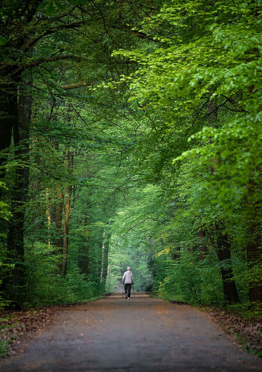 person walking on road with trees, nordic walking, sport, movement, HD wallpaper