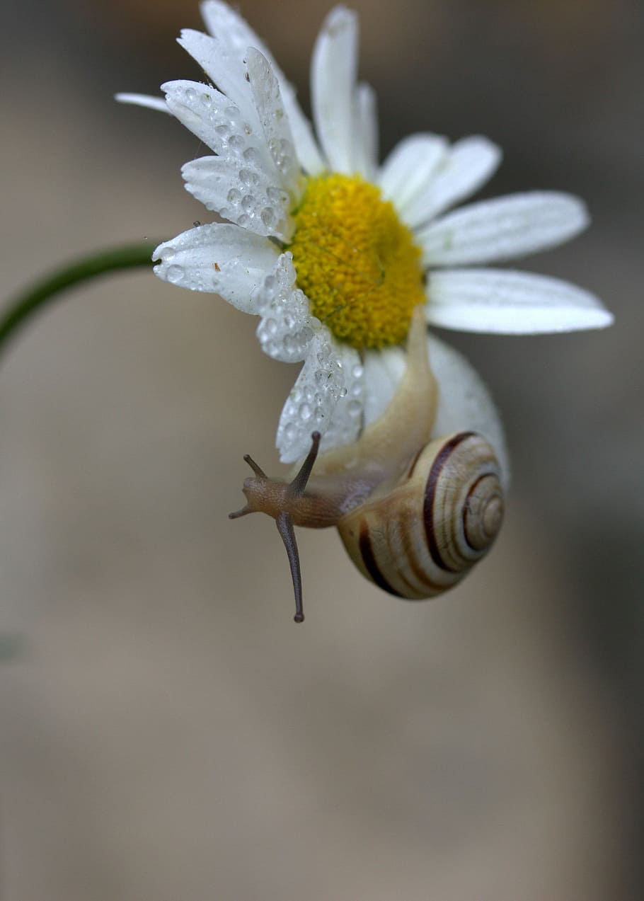 Snail on a flower 1080P, 2K, 4K, 5K HD wallpapers free download ...