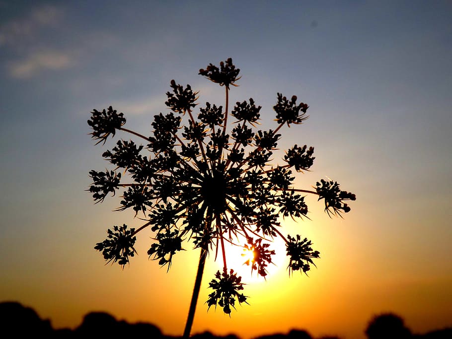 photography of tree, flower, east, sun, shadow, snowflake, sky HD wallpaper