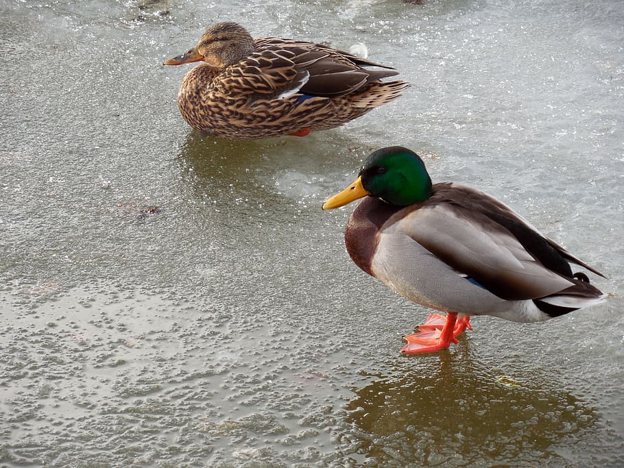 duck, ice, winter, frozen, bird, nature, cold, pond, lake, water bird HD wallpaper