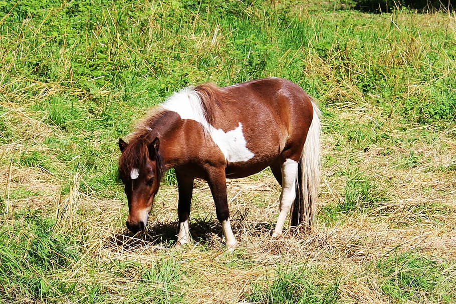 Pony, Feed, Eat, Brown, White, Animal, equine, animal themes HD wallpaper