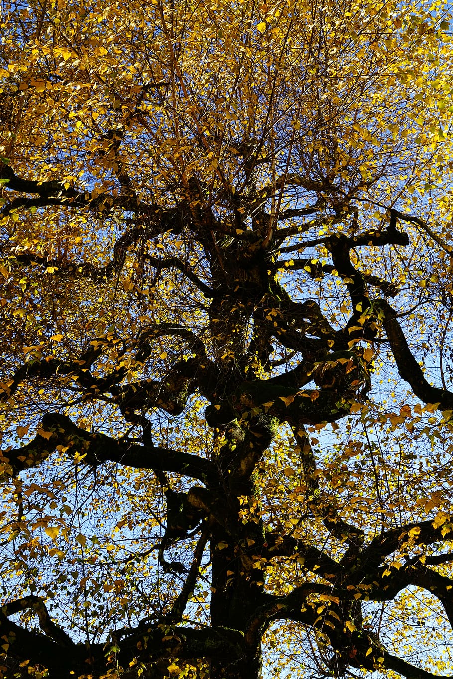 birch, gnarled, old, tree, haunting, log, branches, aesthetic HD wallpaper