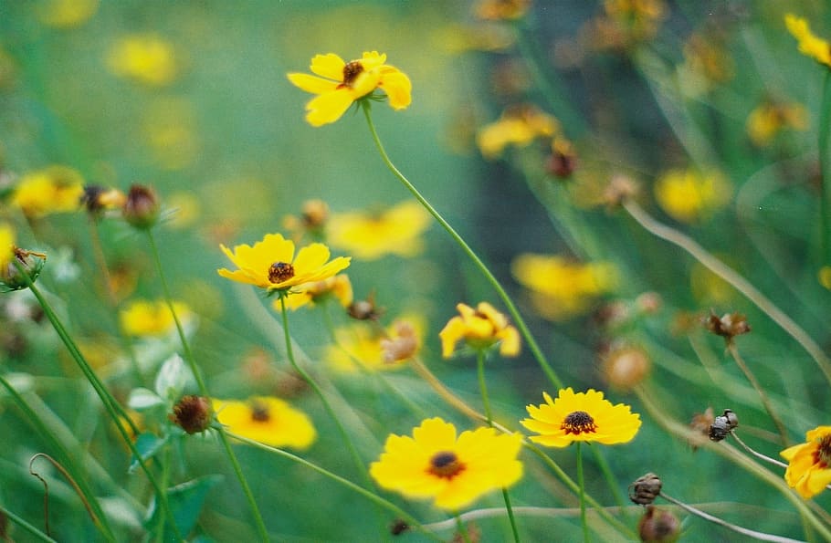 flowers, nature, blossoms, branches, stems, stalk, buds, yellow HD wallpaper