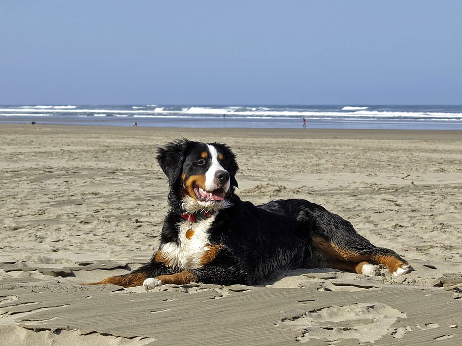 Bernese Mountain Dog on sand, berner, dogs, beach, ocean, pacific, HD wallpaper