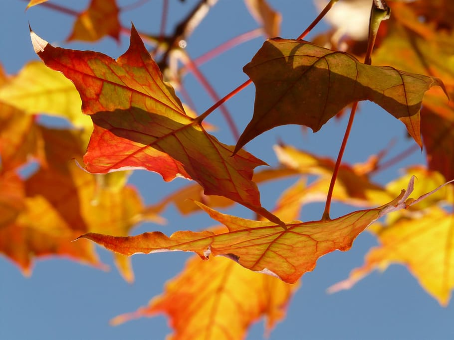 selective focus photography on maple leaf, autumn, leaves, colorful HD wallpaper