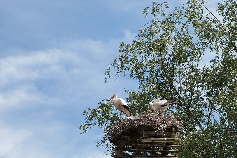 nest, stork, bird, storchennest, pair, animal wildlife, sky, HD wallpaper