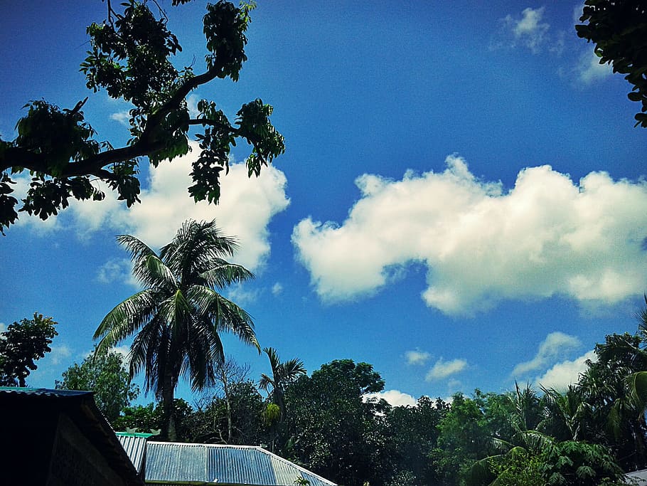 Photography of Trees Under Blue Cloudy Sky, blue sky, clouds HD wallpaper