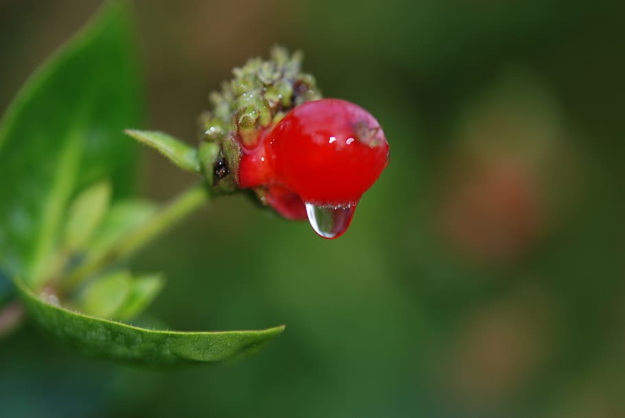 berry, red, nature, macro, rain drop, droplet, water, dripping HD wallpaper