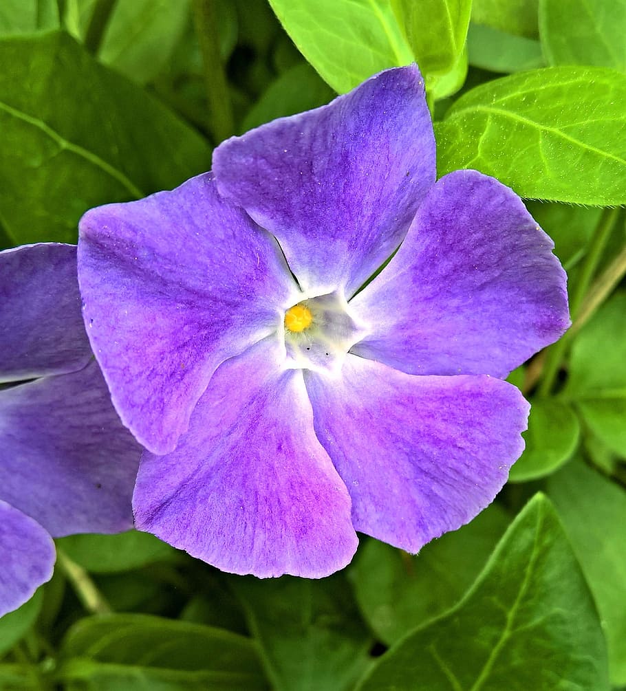 Plant, Periwinkle, Vinca, Single, Bloom, single bloom, violet HD wallpaper