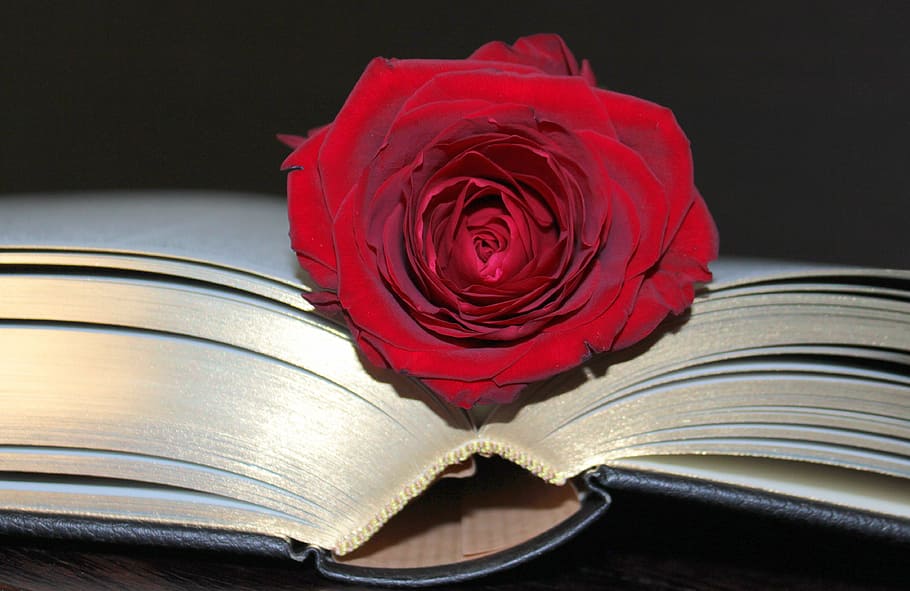 photo of red rose between book pages, open, pitched, bound HD wallpaper