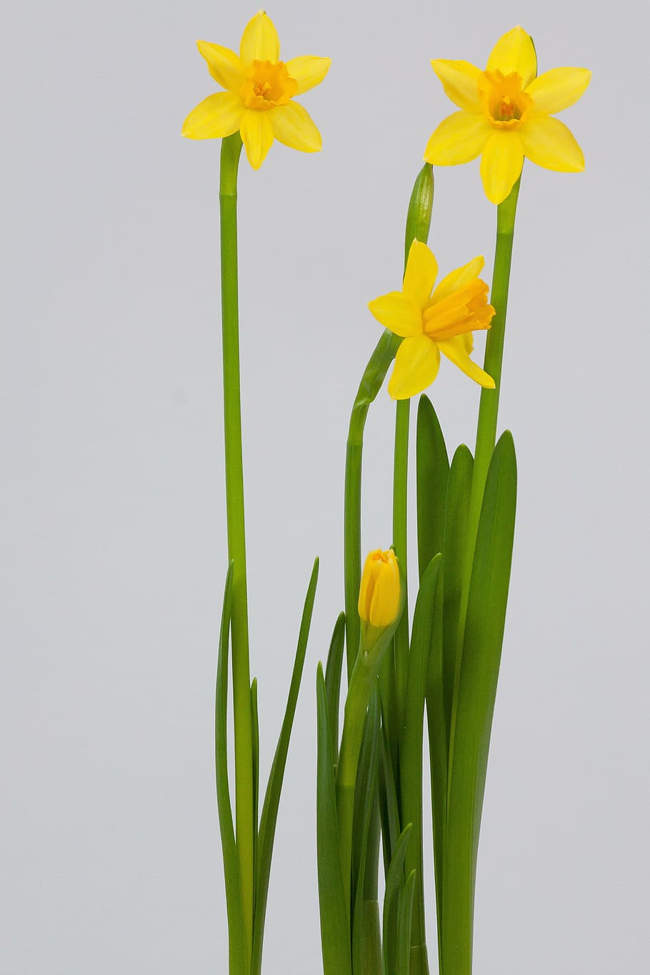 yellow petaled flowers, narcissus, spring, easter, blossom HD wallpaper