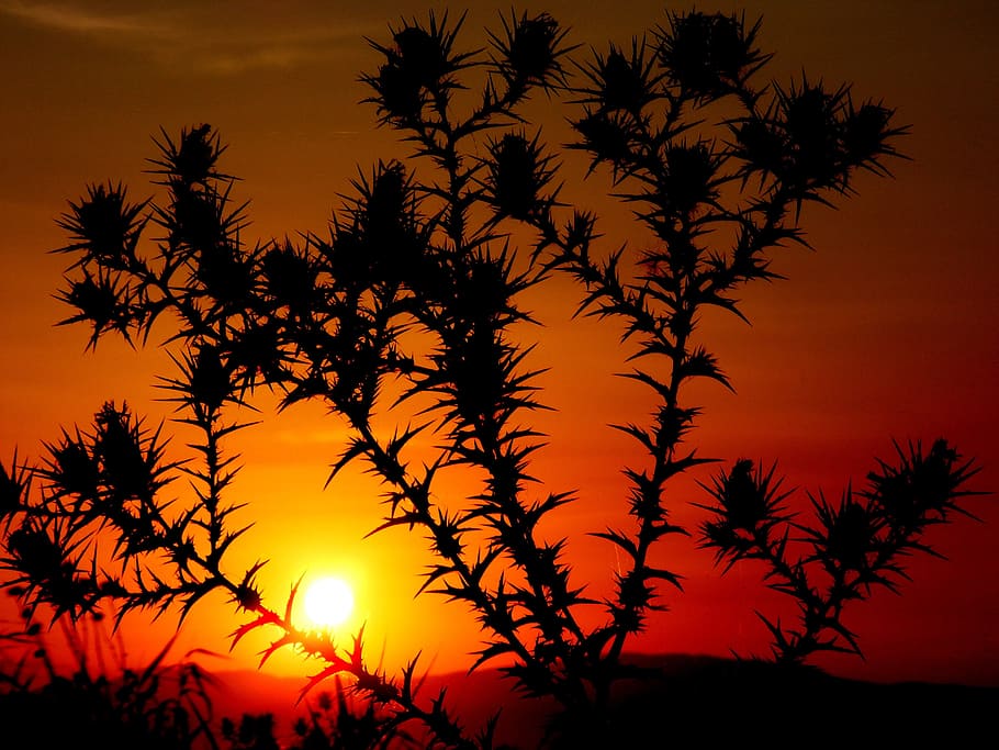 Sunset, Spin, Plant, sky, red, orange, fire, silhouette, nature HD wallpaper