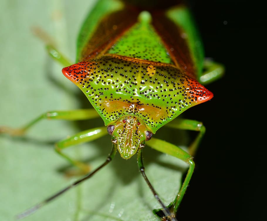 insects, hemiptera, bug, macro, nature, animal, close-up, wildlife, HD wallpaper