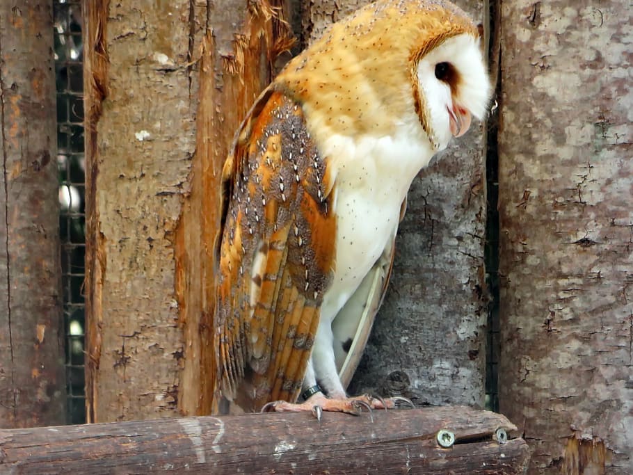 owl, scares, lady-white, tylo alba, strigiformes, raptor, nocturne, HD wallpaper