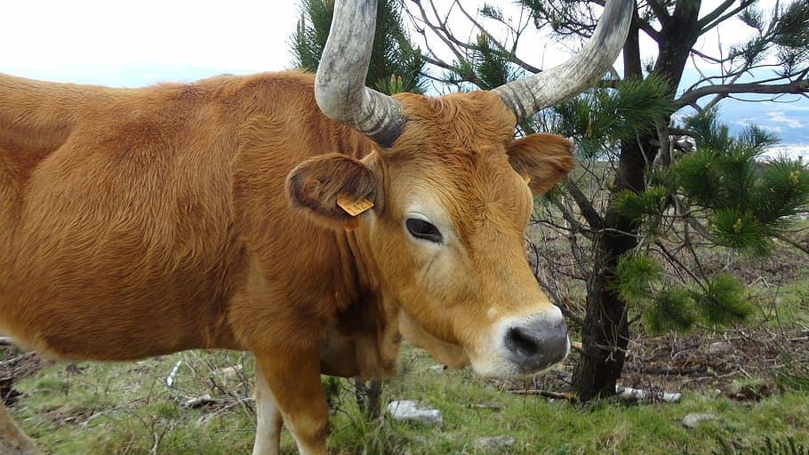landscape, mountains, cows, animal themes, mammal, tree, vertebrate HD wallpaper
