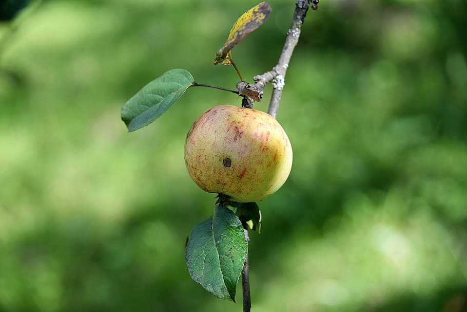 apple, branch, leaf, nature, healthy, fruit, food, ripe, tree HD wallpaper