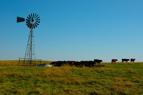 herd of cows near wind vane, cattle, prairie, landscape, meadow HD wallpaper
