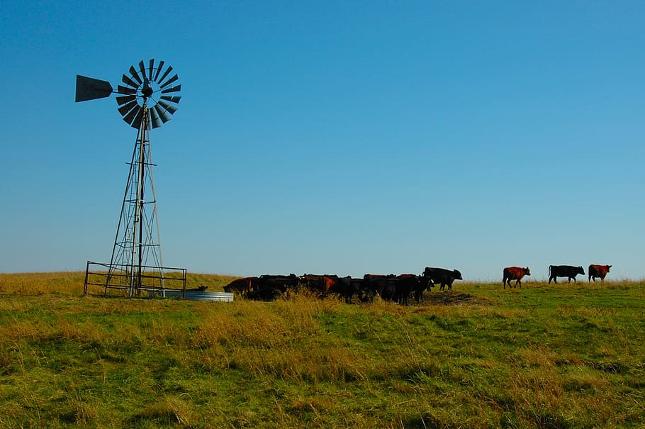 herd of cows near wind vane, cattle, prairie, landscape, meadow HD wallpaper