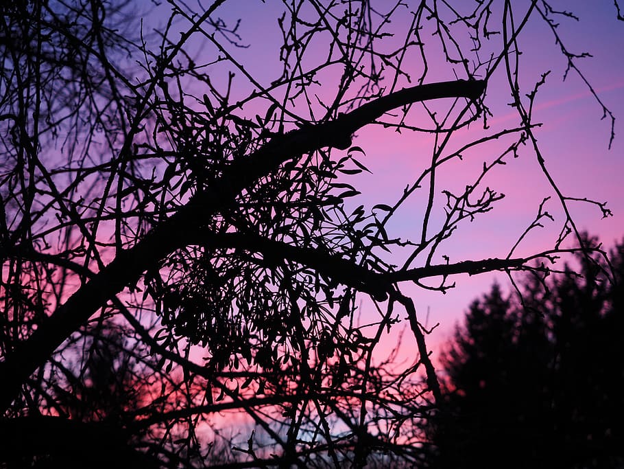 afterglow, mistletoe, evening, abendstimmung, sunset, evening sky HD wallpaper